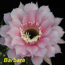 EP-H. Barbara.4.1.jpg 